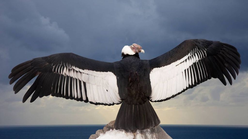 Neuquén prepara un nuevo registro del cóndor&nbsp;andino