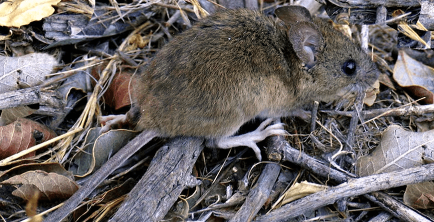 Murió un hombre por hantavirus en San Carlos de Bariloche