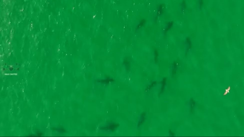 Sorprendente avistamiento de tiburones en la costa rionegrina
