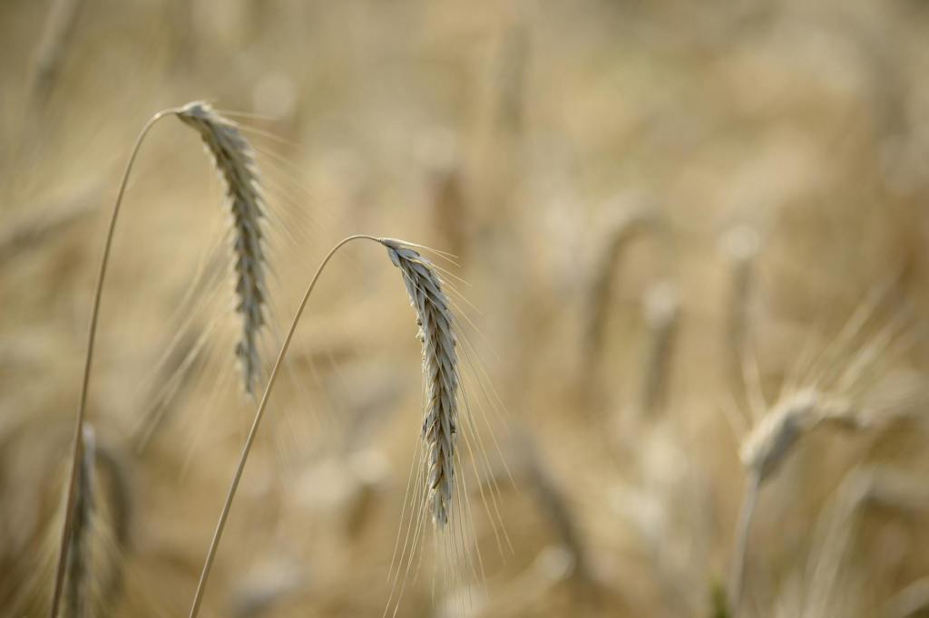 Proyectan reducción del 7% en el área triguera&nbsp;2026/27