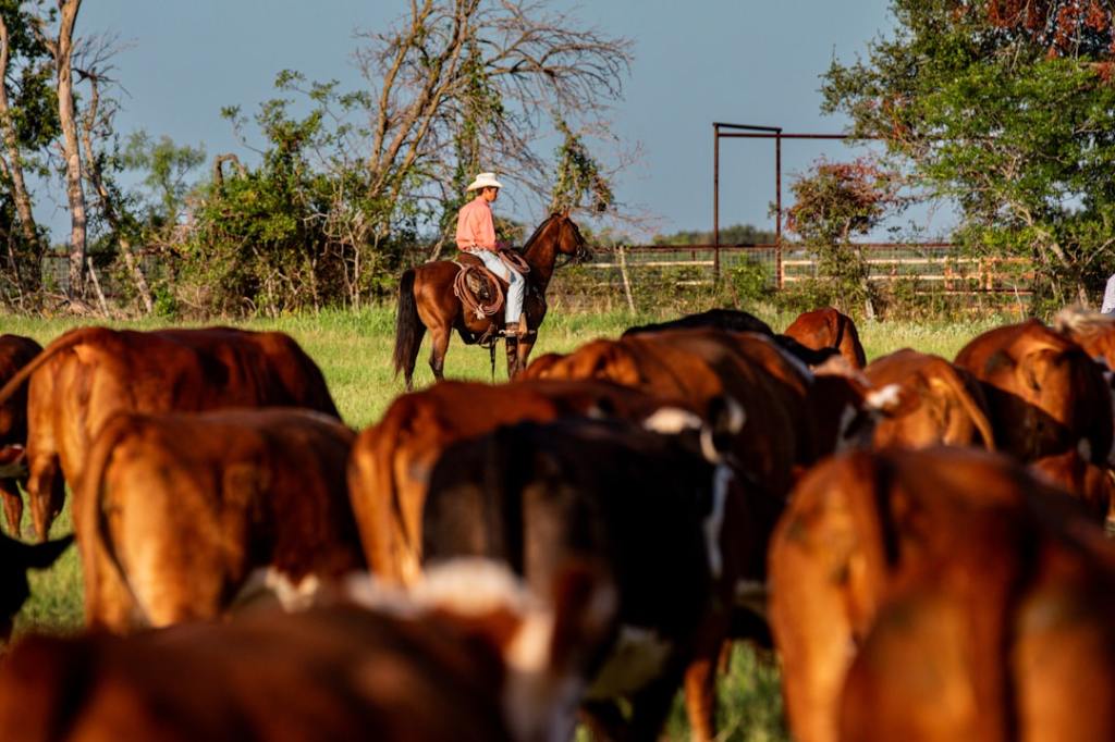 Robo de vacas que nunca ocurrió: la coartada del&nbsp;contrabando