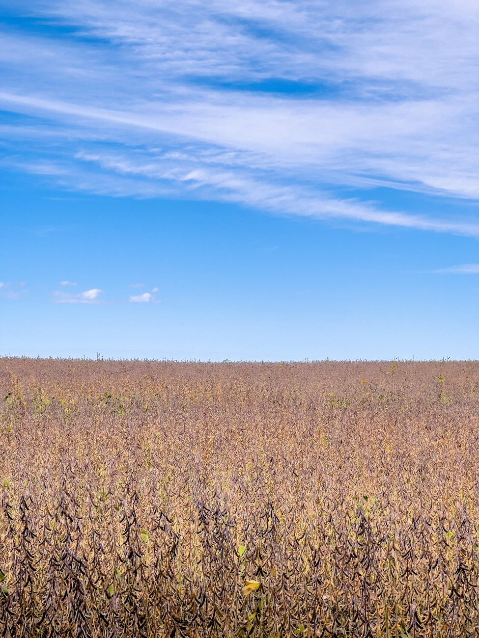 Molinos Agro triplica ganancias: cosecha récord y retenciones suspendidas&nbsp;impulsan