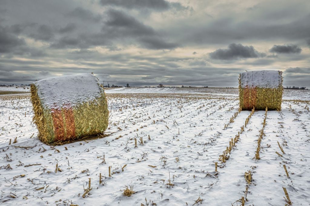 Heladas y frío severo: la meteorología vuelve a desafiar los&nbsp;campos