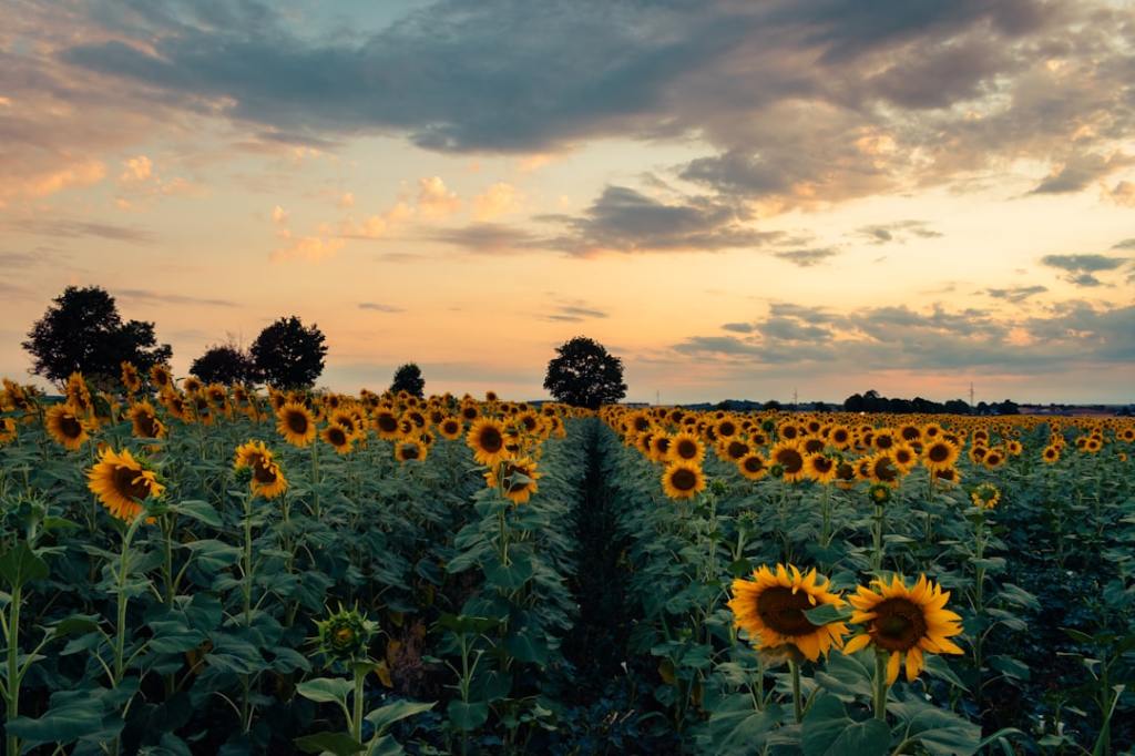 Zeta Semillas apuesta a girasol con hibridos de alto&nbsp;desempeño