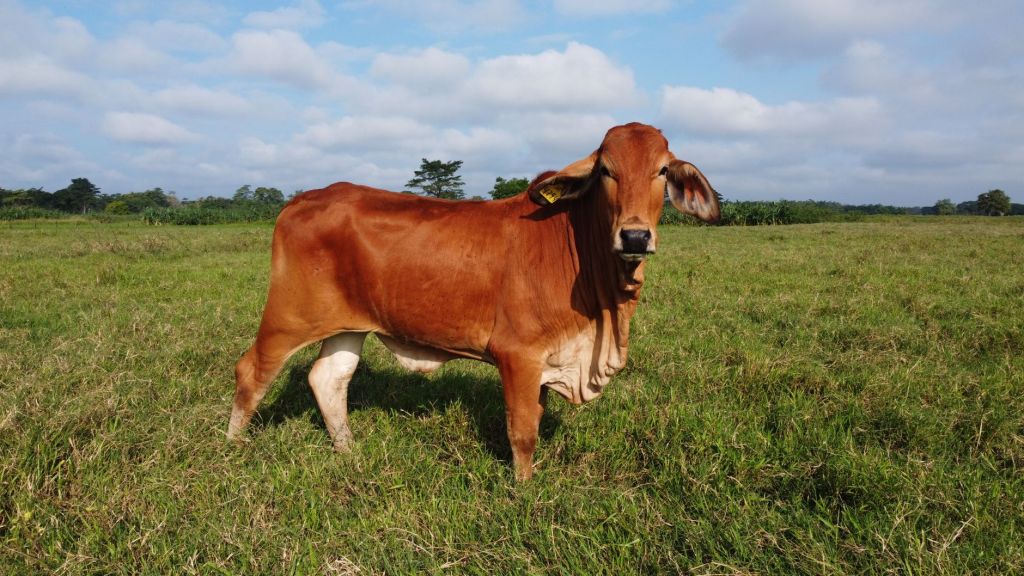 Cordoba conquista la Expo Rural con dos Grandes Campeones Braford