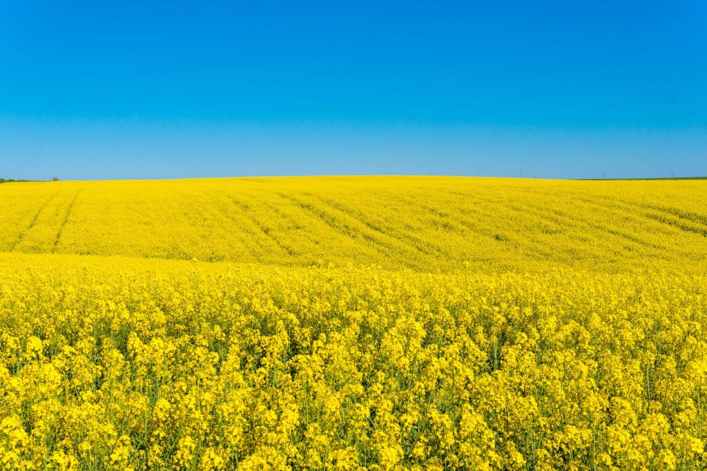 Menú agrícola ampliado: tres opciones oleaginosas para&nbsp;invierno