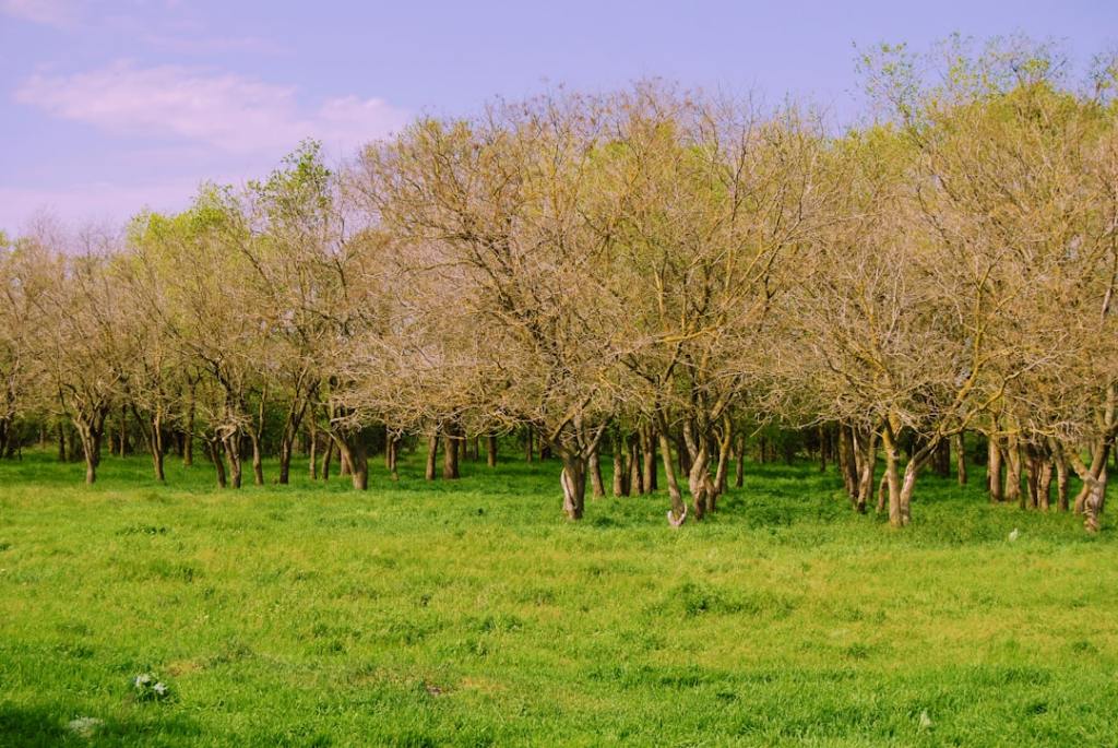 Sector almendricultor en crisis: productor reconvierte frente a cambios de&nbsp;mercado