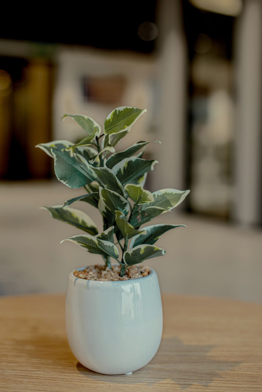 Ficus amarillento: pasos para determinar si necesita una maceta más&nbsp;grande