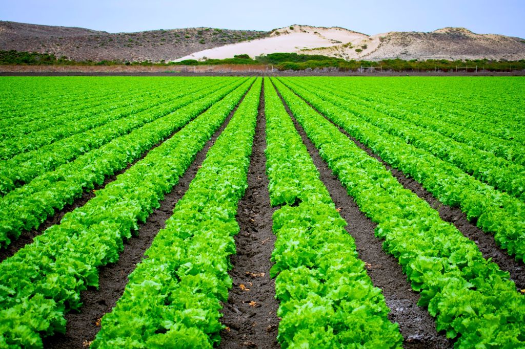 La alimentación local como motor de crecimiento en Río&nbsp;Grande